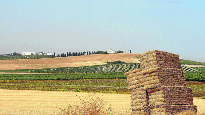Imagen de la campiña con zonas que aún conservan el viñedo y otras en las que no queda ni rastro de las cepas.