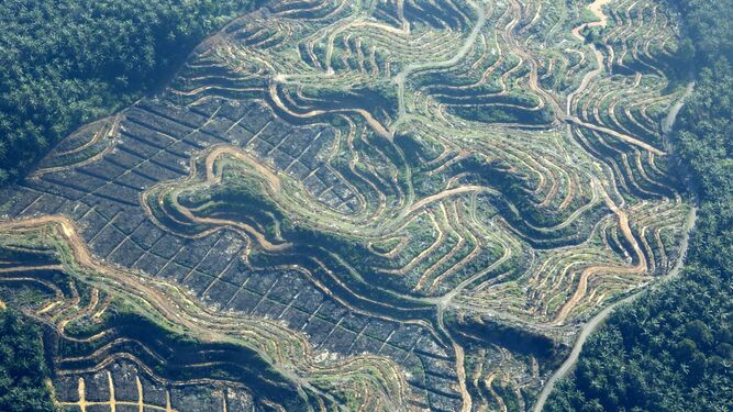 Vista aérea de  una nueva plantación de  aceite  de  palma  en Indonesia.