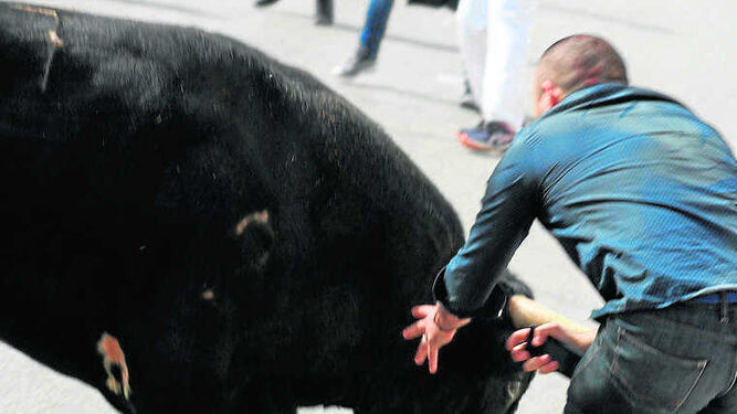 Un hombre agarra a uno de los toros soltados en Vejer.
