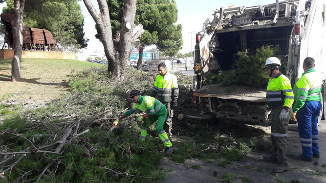 Varios trabajadores de Urbaser recogiendo algunas ramas.