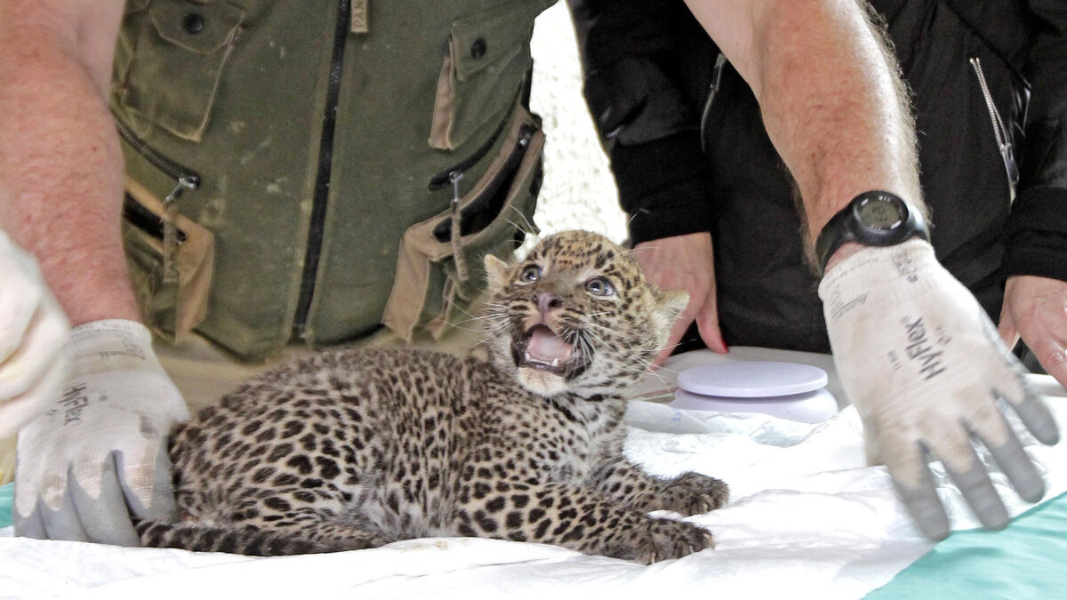 La pequeña bebé leopardo fue presentada ayer en sociedad.