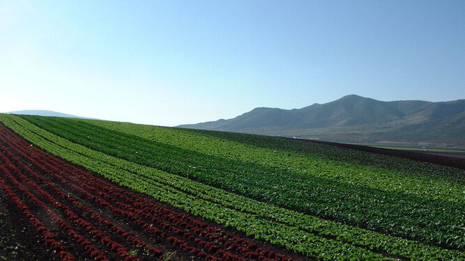Imagen de un campo sembrado con distintas variedades de lechugas.