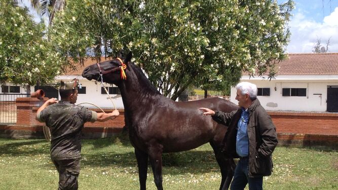 Yeguada Militar adjudica en Jerez 39 caballos por 120.000 euros