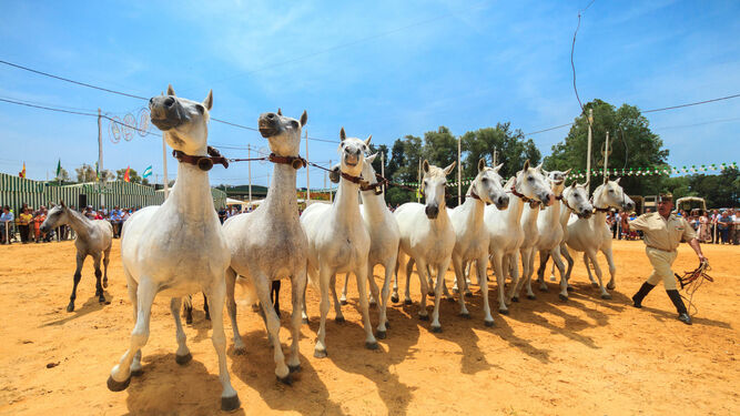 La ganadería Morillo y el Centro Militar de Cría Caballar ofrecieron un magnífico espectáculo ecuestre.