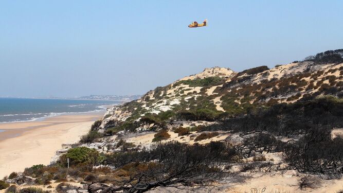 Un hidroavión vuela en dirección al mar para cargar agua a la altura de una zona de playa devastada por el fuego.