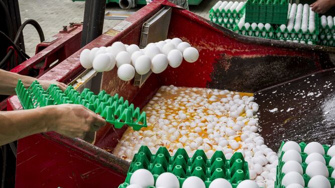 Trabajadores desechan huevos contaminadas en una granja en Holanda