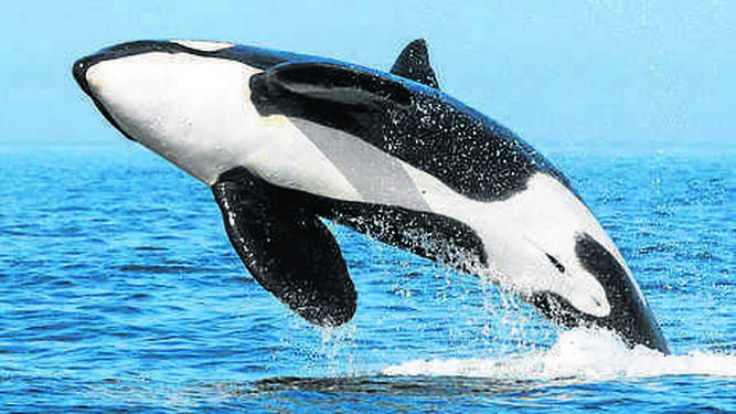 Imagen tomada en verano de 2016 de la orca Pingu saltando.