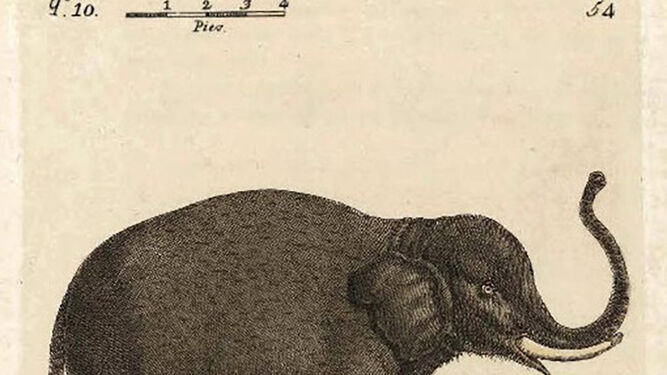 Elefante indio. Madrid. (Bru. 1786 BNE)