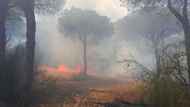 Uno de los incendios provocados presuntamente por el detenido en el parque de La Breña.
