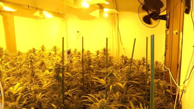 Foto del interior del inmueble donde se cultivaba marihuana.