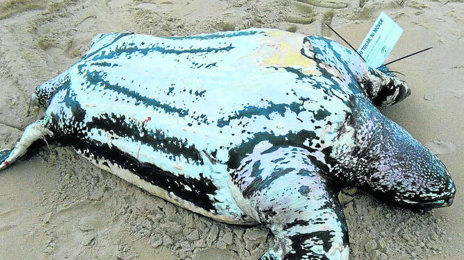 Tortuga muerta, ya etiquetada, aparecida en el litoral del Estrecho.