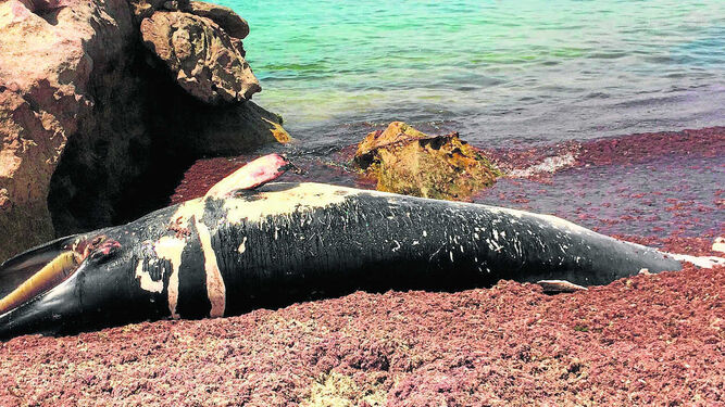Uno de los cetáceos que han aparecido varados en los últimos años entre las playas de San Roque y Tarifa.