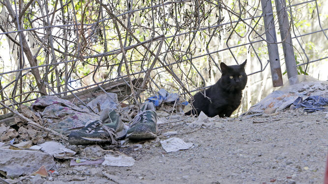Uno de los gatos que viven en el edificio derribado de la calle San Antón.