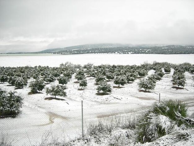 Olivos cubiertos de nieve en Pe&ntilde;aflor./ Jos&eacute; Manuel Higuera