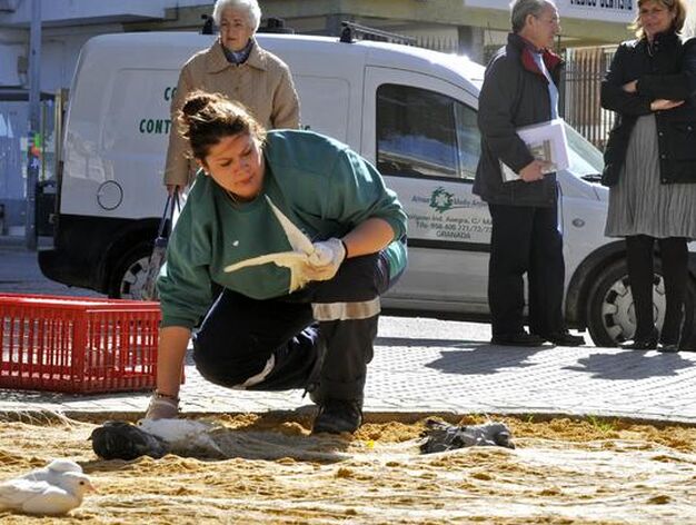 El Ayuntamiento atrapa 500 palomas con el nuevo sistema de ca&ntilde;&oacute;n de redes.

Foto: Juan Carlos V&aacute;zquez