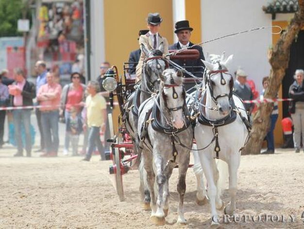 La modalidad de cuatro caballos a la calesera y a la inglesa volvi&oacute; a ser la m&aacute;s aplaudida del concurso de enganches, que hoy entregar&aacute; los premios a partir de las 12 en Sementales. 

Foto: Jose Contreras