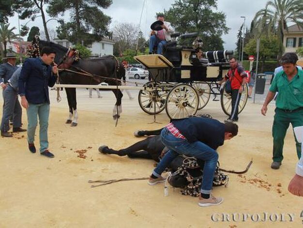 Un hombre intenta reanimar (con &eacute;xito) un caballo que se desplom&oacute; ayer en el Real.

Foto: Jose Contreras