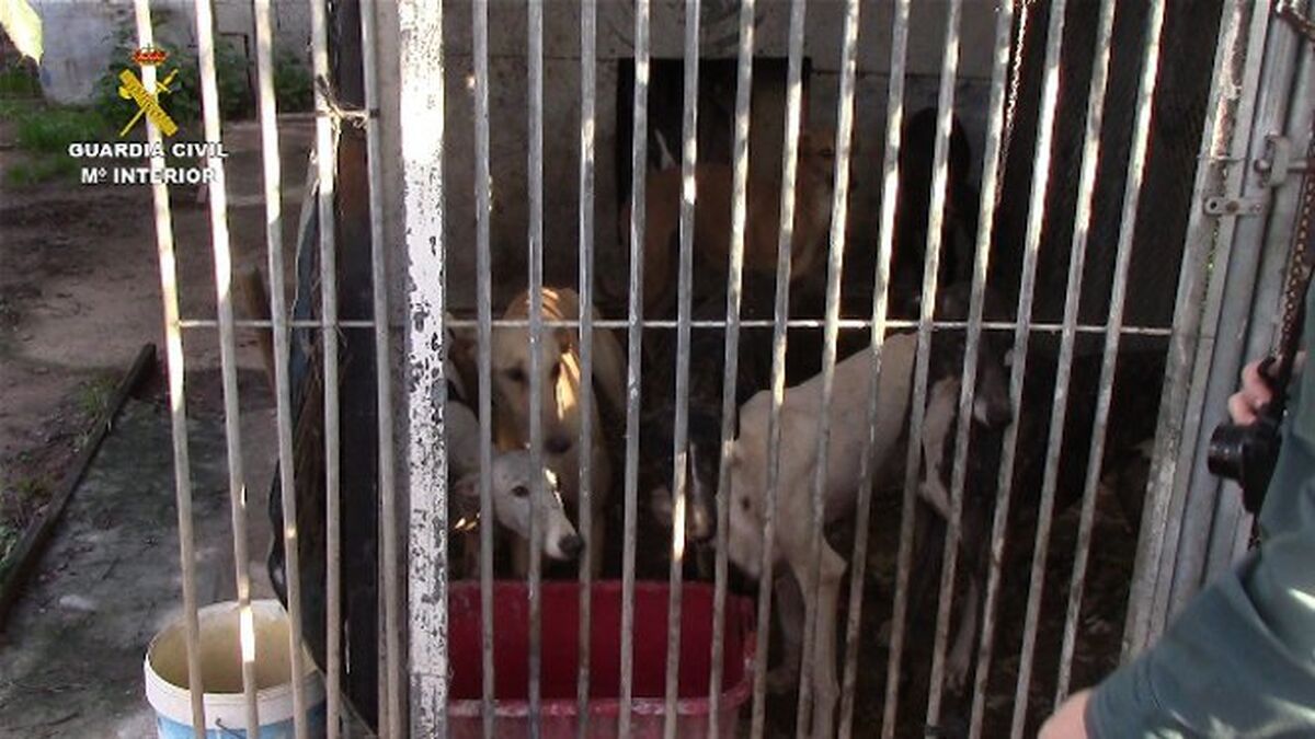 Rescatan a medio centenar de animales de una perrera ilegal