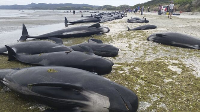 Mueren 300 ballenas en una playa de Nueva Zelanda