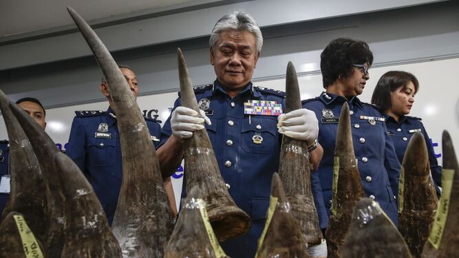 Malasia aprehende 18 cuernos de rinoceronte