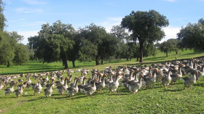 Un grupo de gansos en plena dehesa en Constantina, en la Sierra Norte de Sevilla.