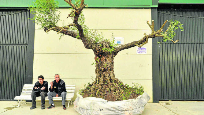 Un olivo centenario a las puertas de la Feria del Olivar, en la edición del año pasado.