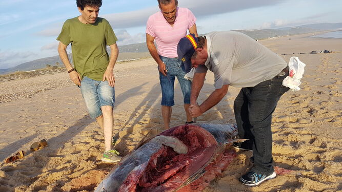 Dos hombres despiezan el ejemplar de atún que apareció varado en la playa barbateña.