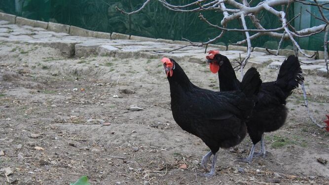 Dos ejemplares de gallinas sureñas negras en Los chozos en Medina Sidonia.