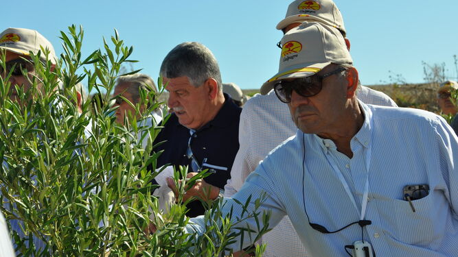 Visita de agricultores y viticultores a la explotación 'El Olivillo' durante las jornadas de Asaja-Cádiz y Galpagro.
