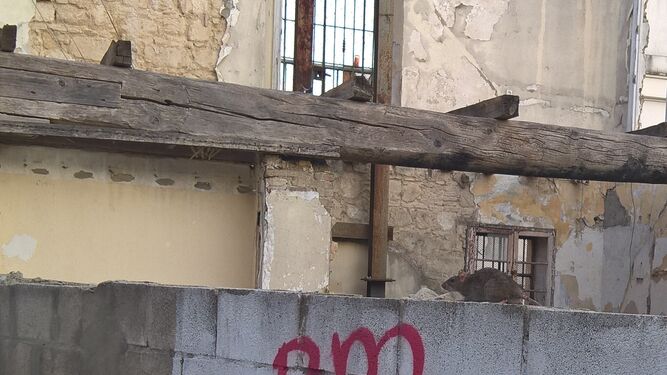 Una rata pasea por el muro de una ruina en el centro de Jerez.