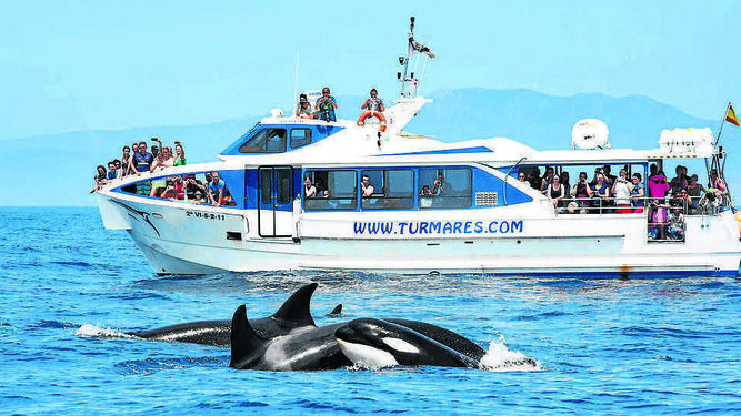 Embarcación de Turmares ante un grupo de Orcas en el Estrecho de Gibraltar.