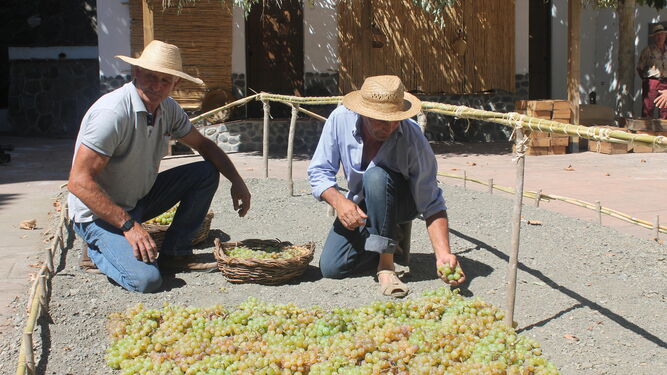 La elaboración de la uva pasa y todo el proceso que supone, uno de los mayores atractivos del Día de la Pasa en el Borge.