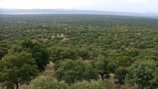 La dehesa es un sistema único en Europa, de gestión sostenible de los recursos agroganaderos y forestales, que en Andalucía ocupa una superficie de 1,2 millones de hectáreas.