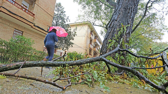 Una rama que el temporal tiró ayer en la avenida de la Cruz Roja.