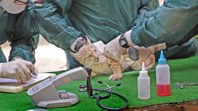 Momento del chequeo veterinario, en el que se vacuna y se mide, entre otros parámetros