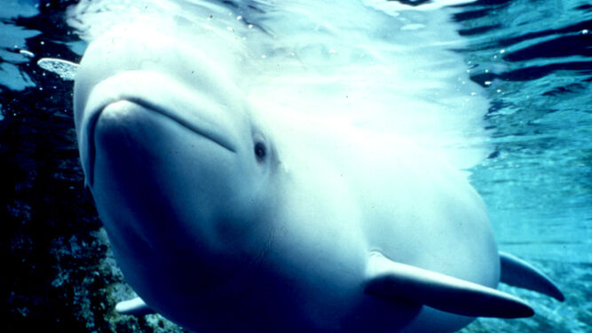 Un ejemplar de ballena beluga, una de las especies características del oceáno Ártico.