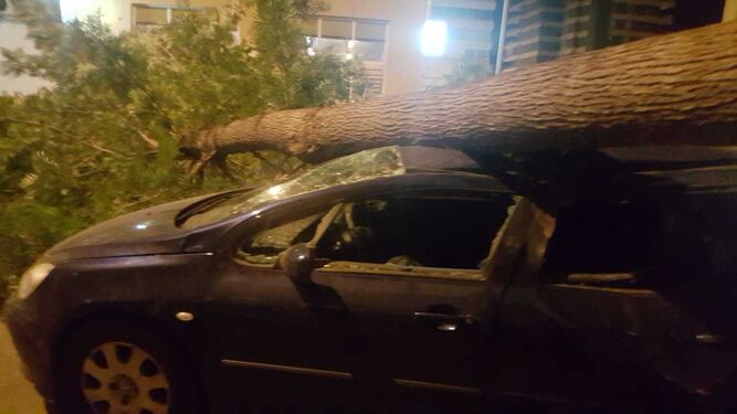 El tronco del árbol caído sobre el vehículo