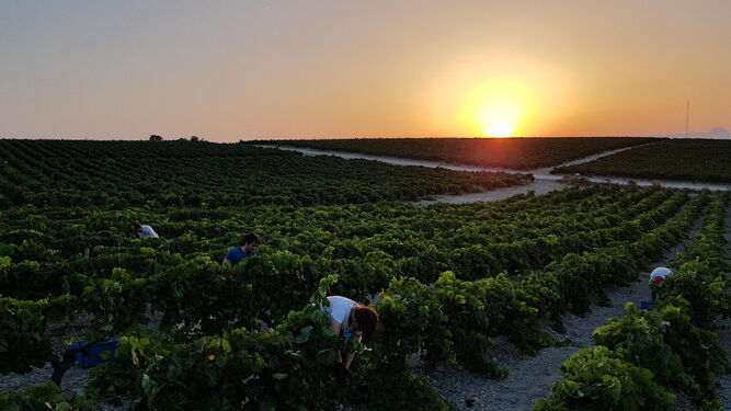 Aclareo de uva verde en la viña de Bodegas Luis Pérez para la selección de los racimos más maduros.