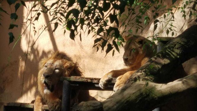 El Zoo empareja al león asiático procedente           de Hungría