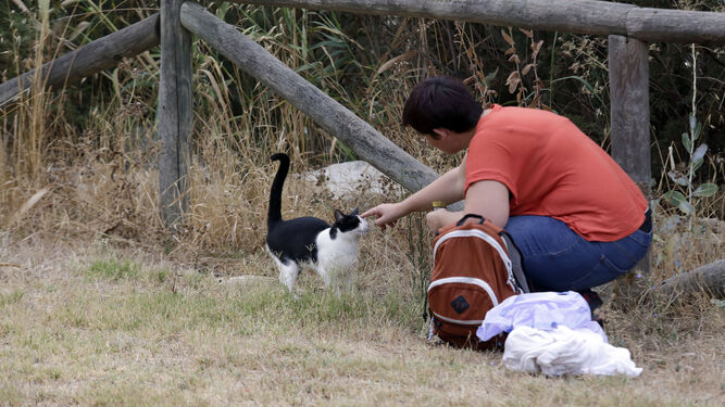 Rebeca Gascón acaricia a uno de los gatos de Torrox ya censado.