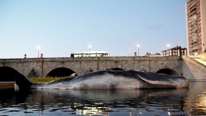 La escultura de 'Whale', que representa un ballena varada en el  río Manzanares.