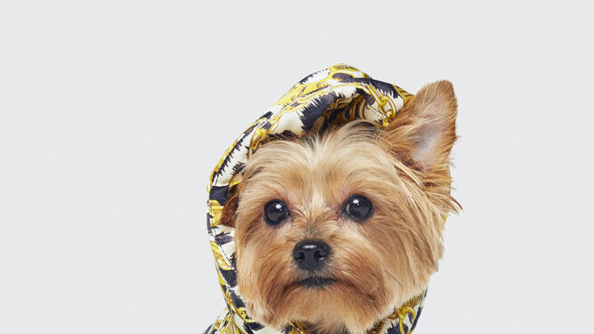 Las mascotas tambi&eacute;n pueden vestir de Moschino con las sudaderas y correas para perros de Moschino [tv] H&amp;M