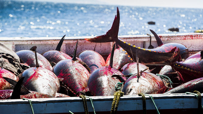 Unos atunes recién capturados en una almadraba gaditana.