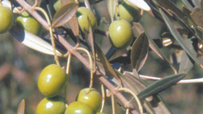 Aceitunas de la variedad manzanilla.