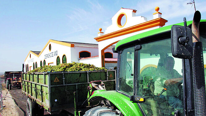 Tractores transportan remolques cargados de uva para su entrega en la cooperativa de Jerez durante la vendimia.