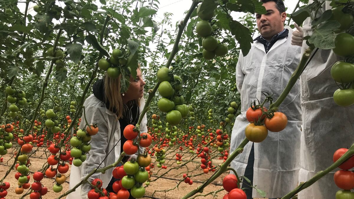 Los técnicos de Rijk Zwaan mostraron las variedades de tomate a los agricultores en Níjar