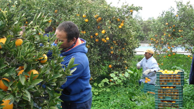 Recogiendo las naranjas.