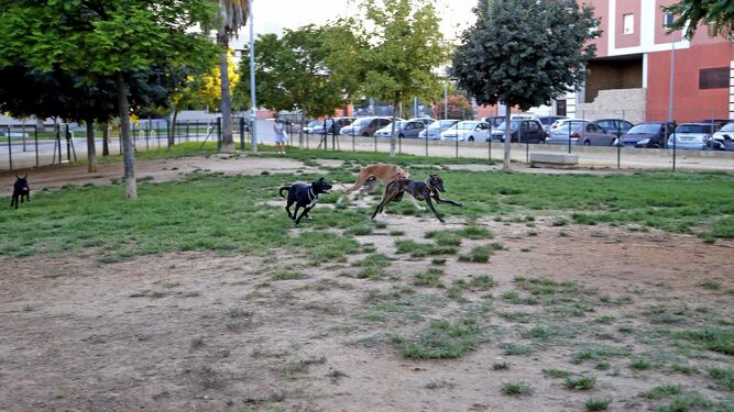 Unos perros corretean por el parque canino de La Marquesa.