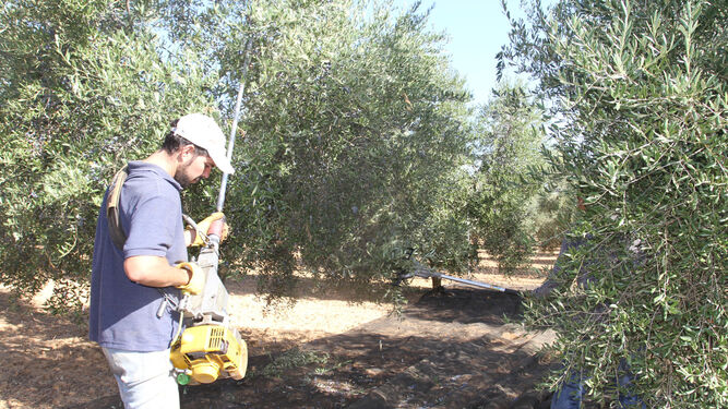 Un trabajador recoge aceitunas en un olivar andaluz.
