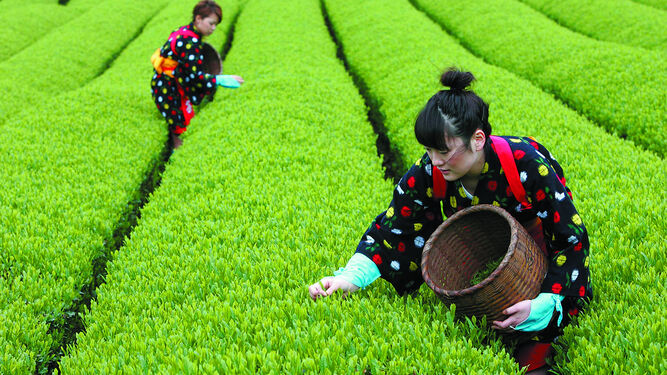 Plantación de té verde en Japón.